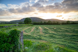 golden,hay,lone tree,lowlands,may,spring,sunset
