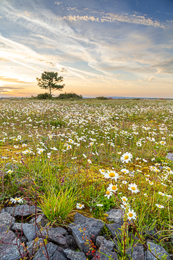 Daisy-filled limestone grassland with a lone tree at sunrise in the Burren