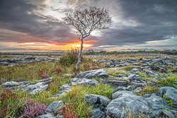 A lone tree stands over limestone pavement and heather as fiery sunrise light breaks beneath dark clouds in the Burren.
