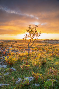 A lone tree centred in golden sunrise light above a textured limestone and grass foreground in the Burren