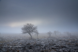 Bare lone tree amid mist and frost-covered limestone pavement in the Burren, County Clare