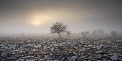 A solitary bare tree emerging through winter mist above fractured limestone pavement in the Burren