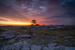 Lone tree on the Burren horizon beneath a mauve morning cloudscape, with weathered limestone pavement in the foreground