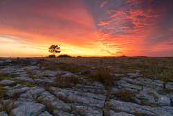 Lone tree beneath a sweeping red orange sunrise above fractured limestone pavement in the Burren, County Clare
