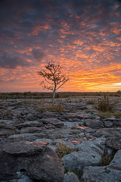 Lone Burren Tree beneath a Fiery Dawn