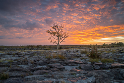 Solitary Tree under Sweeping Burren Dawn Clouds