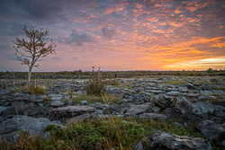 Lone Tree across a Wide Burren Sunrise