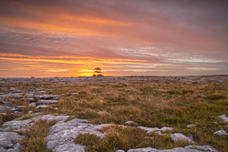 Low Sunrise Behind a Lone Tree on the Burren