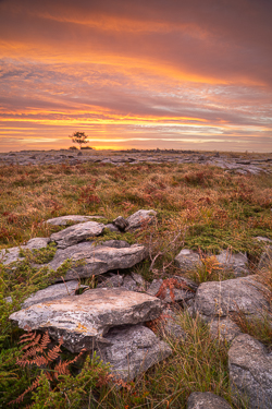 Weathered limestone and autumn ferns leading towards a lone tree beneath an orange dawn sky in the Burren, County Clare.