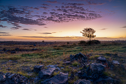autumn,lone tree,long exposure,october,twilight,lowland