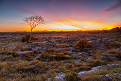 autumn,lone tree,long exposure,october,twilight,lowland,pink