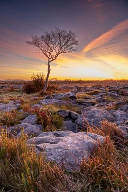 autumn,lone tree,long exposure,october,twilight,lowland,orange