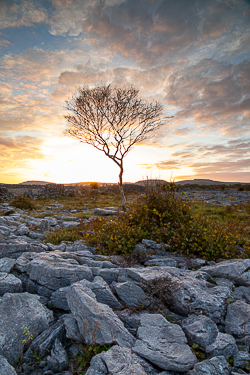 autumn,lone tree,october,sunset,lowland,golden