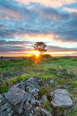 Lone tree beneath sunrise colour
