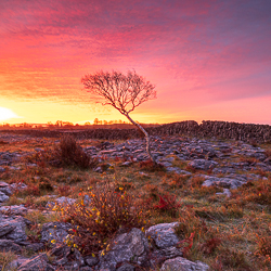 lone tree,lowland,night,october,autumn,sunrise,square