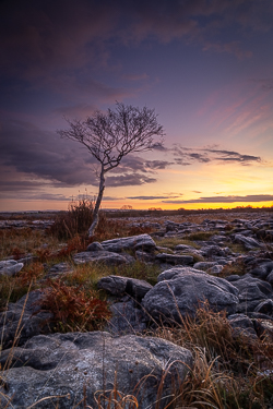 autumn,lone tree,lowland,november,twilight