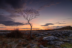 autumn,lone tree,lowland,november,twilight,wall