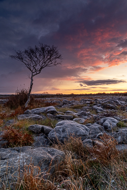 autumn,lone tree,lowland,november,twilight