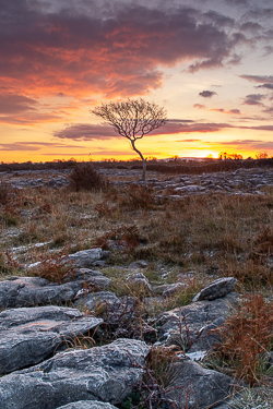 autumn,lone tree,lowland,november,twilight