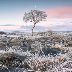 autumn,december,frost,lone tree,lowland,moon,square,twilight,hoarfrost,dawn