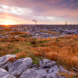 autumn,lone tree,november,square,sunrise