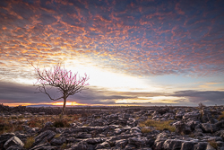 autumn,december,lone tree,lowland,pink,sunrise