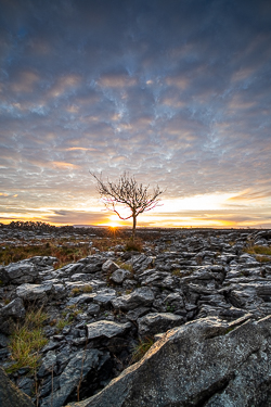 autumn,december,lone tree,lowland,pink,sunrise,sunstar,limited