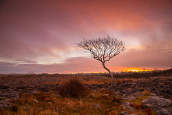 december,lone tree,lowland,sunrise,winter