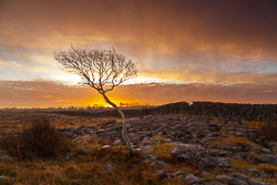 december,lone tree,lowland,orange,sunrise,wall,winter