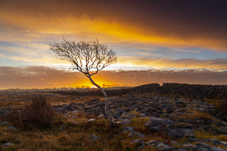 december,lone tree,lowland,orange,sunrise,wall,winter