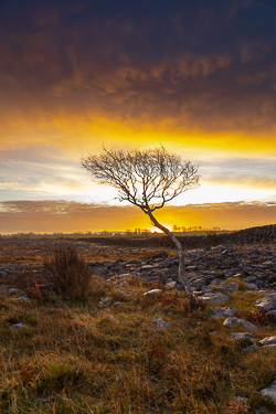 december,lone tree,lowland,orange,sunrise,wall,winter