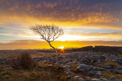 december,lone tree,lowland,orange,sunrise,sunstar,wall,winter