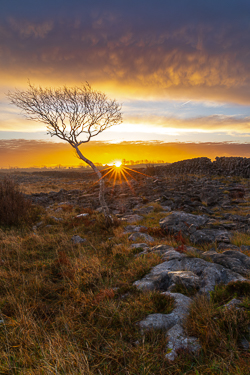 december,lone tree,lowland,orange,sunrise,sunstar,wall,winter,portfolio,limited