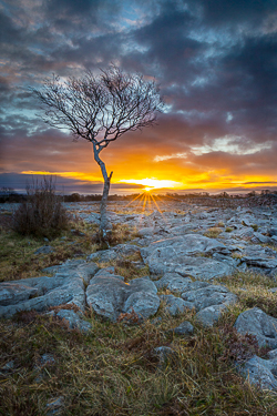 february,lone tree,sunrise,sunstar,winter,lowland
