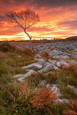autumn,lone tree,long exposure,october,red,twilight,lowland