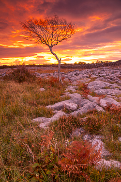 autumn,lone tree,long exposure,october,red,twilight,lowland,portfolio
