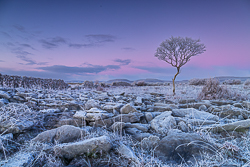 dawn,frost,hoarfrost,january,lone tree,lowland,twilight,wall,winter