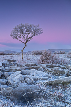 dawn,frost,hoarfrost,january,lone tree,lowland,twilight,wall,winter