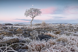 autumn,december,frost,lone tree,moon,twilight,hoarfrost,lowland,dawn