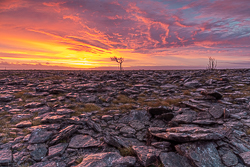 dawn,january,lone tree,lowland,red,sunrise,winter