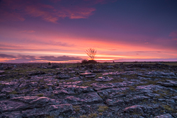 dawn,january,lone tree,lowland,red,twilight,winter