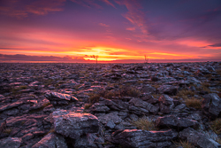 dawn,january,lone tree,lowland,red,sunrise,winter