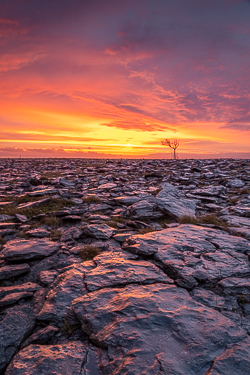 dawn,january,lone tree,lowland,red,sunrise,winter