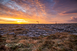 frost,january,lone tree,lowland,orange,sunrise,winter