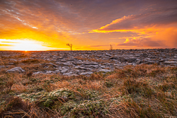 frost,january,lone tree,lowland,orange,sunrise,sunstar,winter