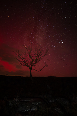 SAR,arc,astro,aurora,january,lone tree,long exposure,lowland,milky way,night,winter,portfolio
