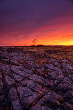 dawn,lone tree,lowlands,march,red,twilight,winter,limited,portfolio