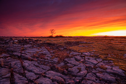 dawn,lone tree,lowlands,march,red,twilight,winter,limited