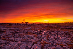 dawn,lone tree,lowlands,march,red,twilight,winter