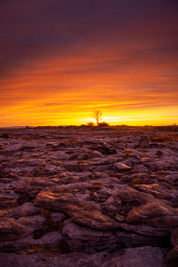 dawn,lone tree,lowlands,march,red,twilight,winter